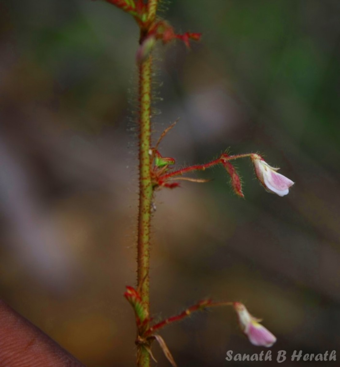 Aeschynomene americana L.